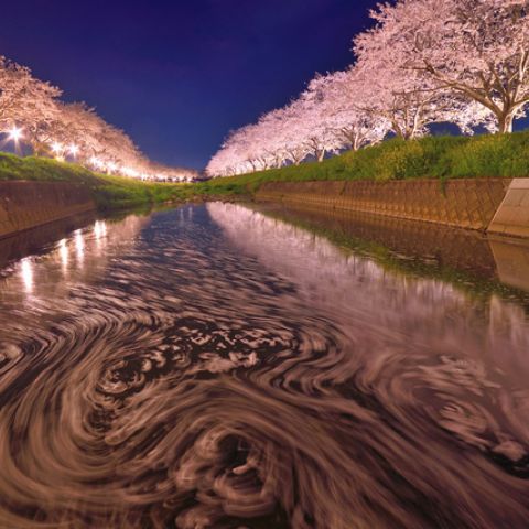 BEST TIME TO VISIT JAPAN: CHERRY BLOSSOMS VS AUTUMN LEAVES