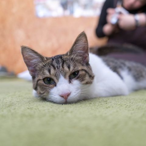 CAT CAFES & ANIMAL CAFES IN JAPAN